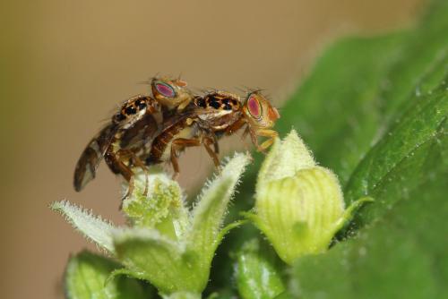Goniglossum wiedemanni